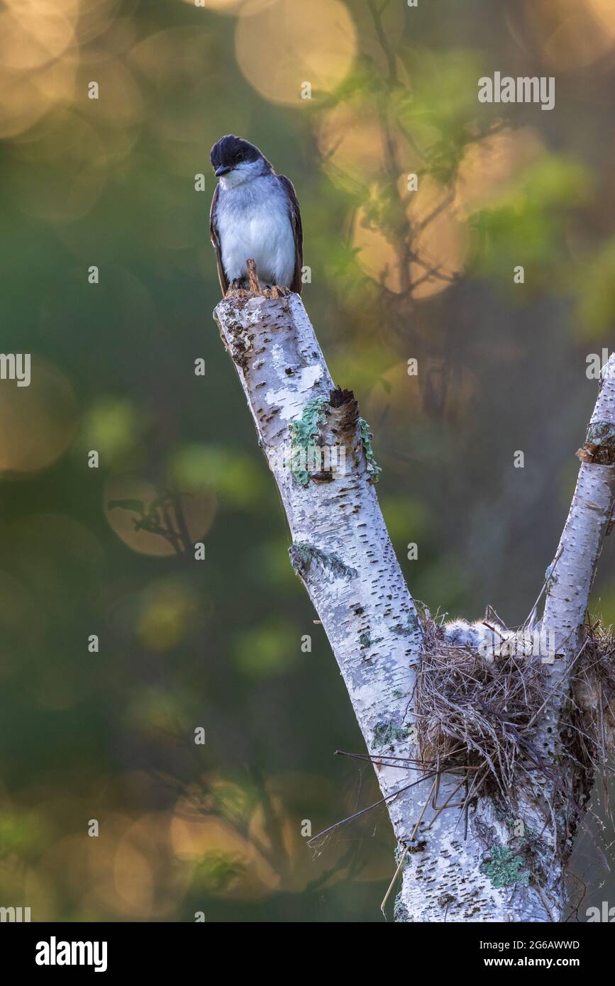 Mattina presto in un nido di kingbird nel Wisconsin settentrionale. Foto Stock