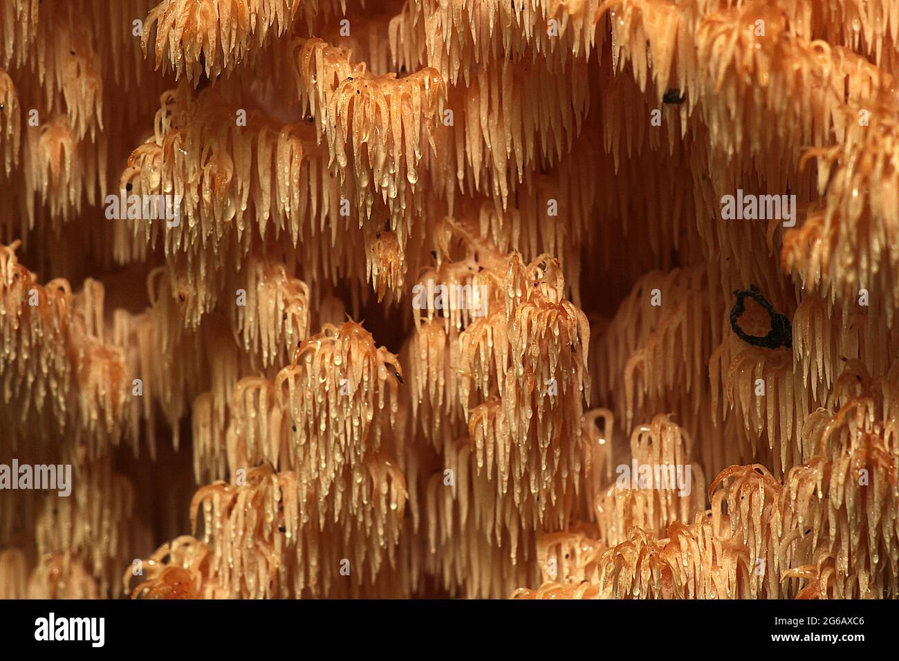 Fungo del dente di corallo della coda di ratto (Hericium novae-hollandiae) Foto Stock
