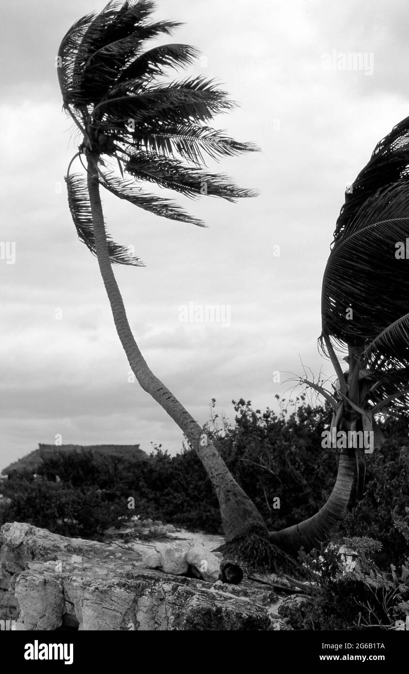 Una palma soffiata dal vento sulle coste caraibiche di Cancun, Messico. Foto Stock