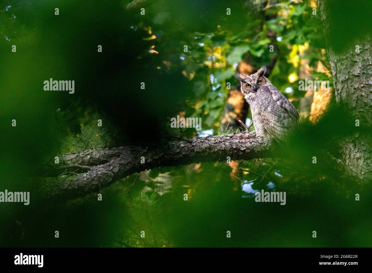 Grande Gufo cornuto (Bubo virginianus) - Brevard, North Carolina, STATI UNITI D'AMERICA Foto Stock