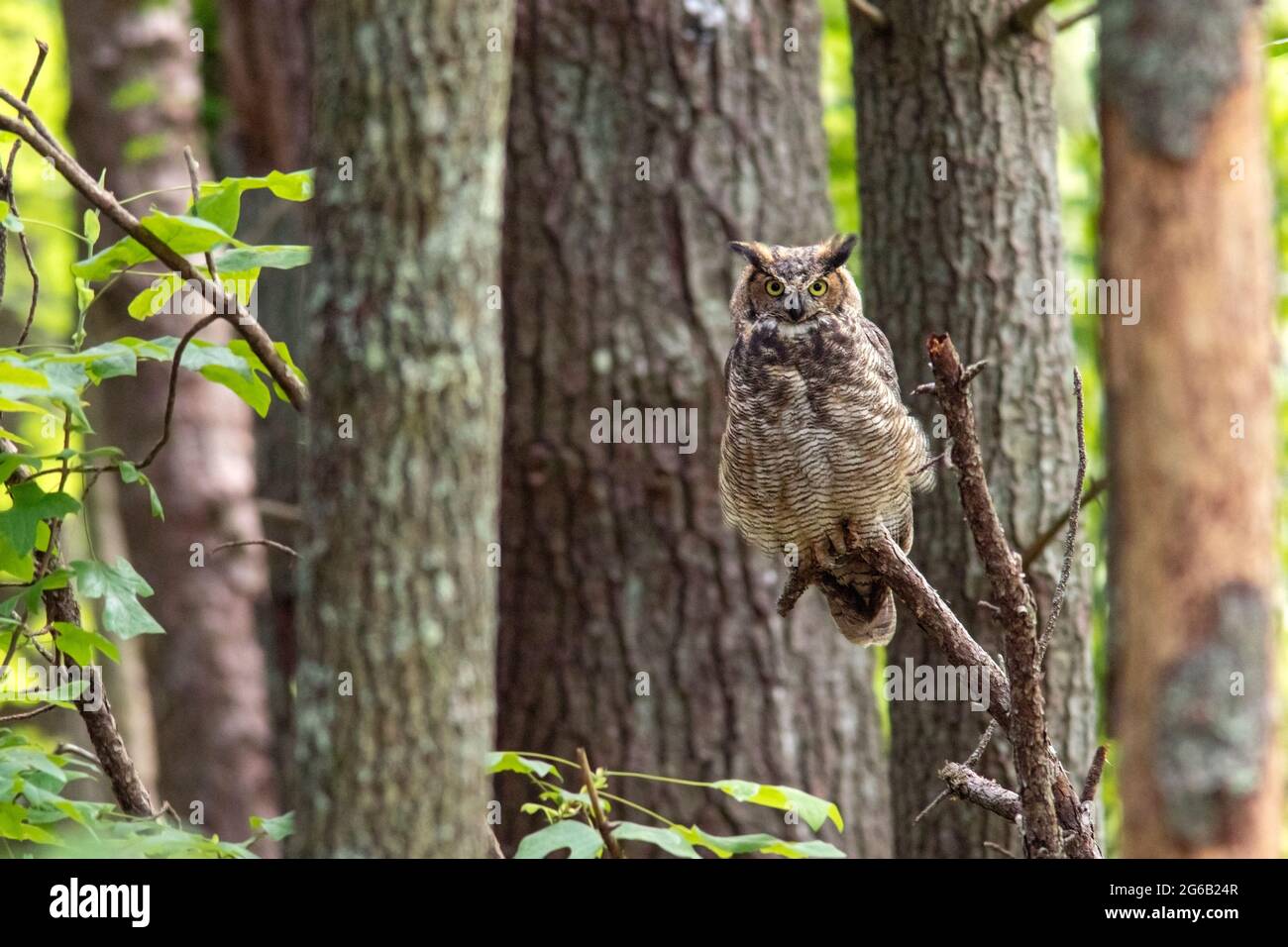 Grande Gufo cornuto (Bubo virginianus) - Brevard, North Carolina, STATI UNITI D'AMERICA Foto Stock