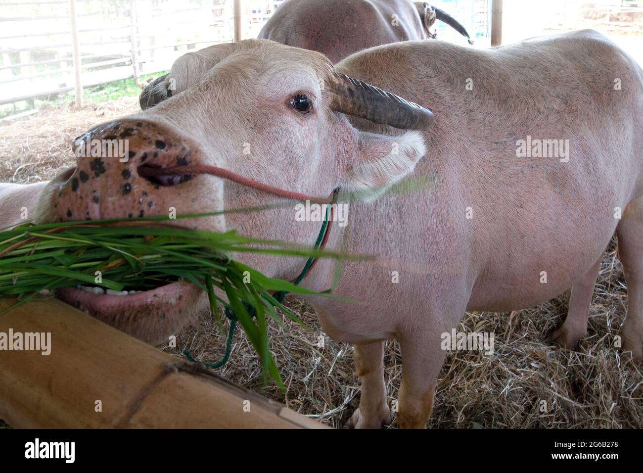 Qualcuno che alimenta l'erba fresca ai bufali albini in fattoria. Foto Stock