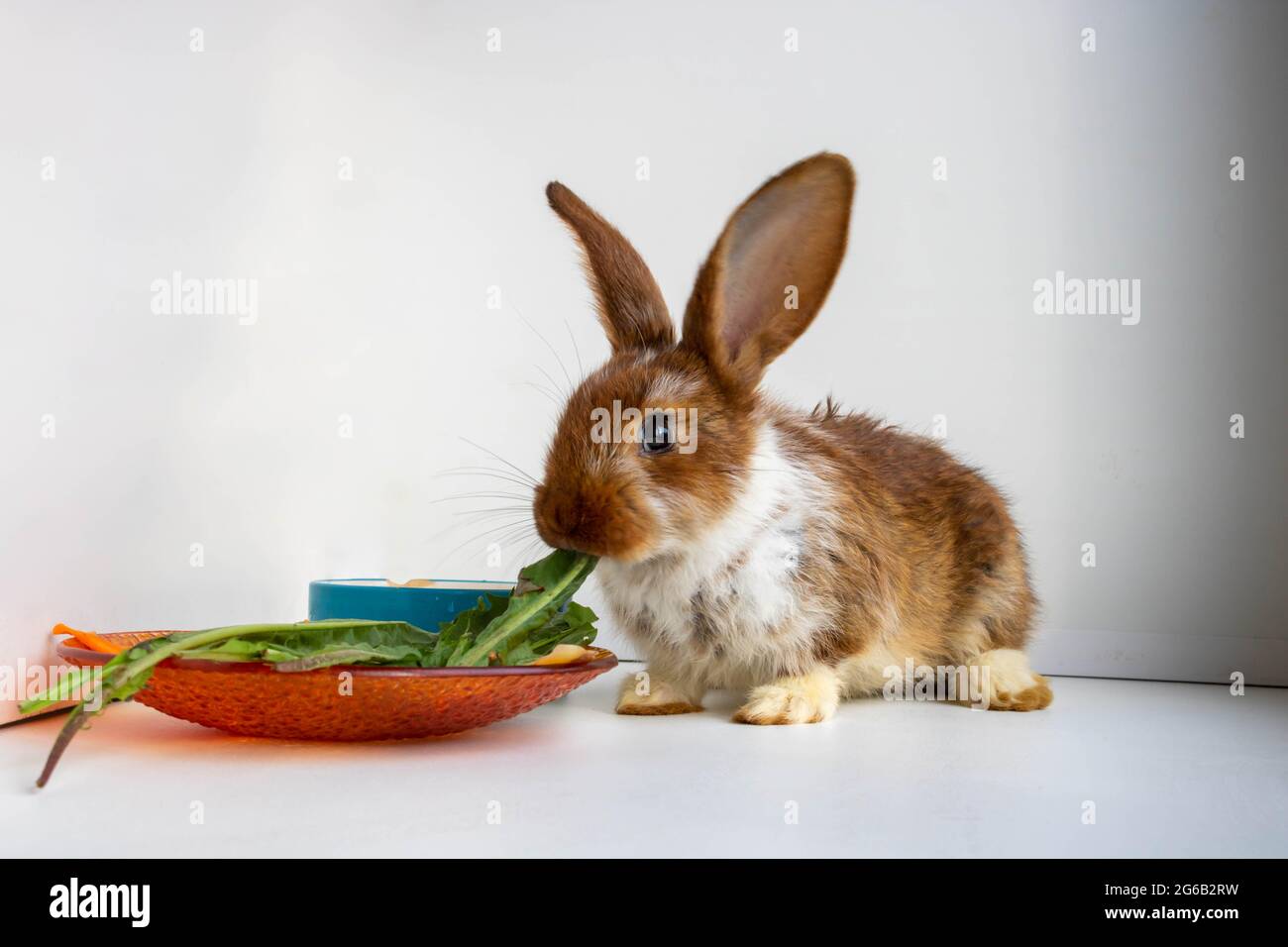 Un piccolo coniglio marrone con macchie bianche sta mangiando foglie di  dente di leone sul davanzale. Festa di Pasqua, coniglietto di Pasqua. Un  bel cucciolo. Animale furry Foto stock - Alamy