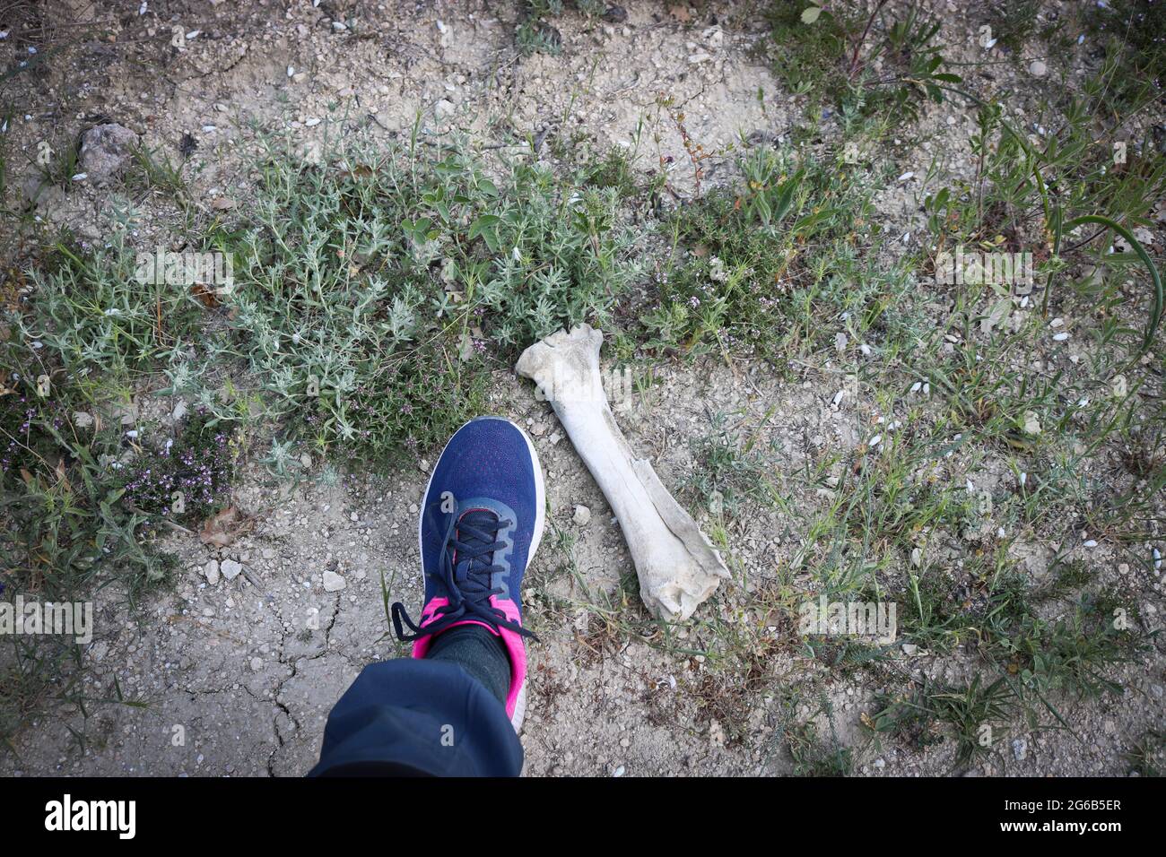 Grande osso vecchio animale a terra e un piede umano in una sneaker per il confronto delle dimensioni. Concetto di rischio per la fauna selvatica. Foto Stock