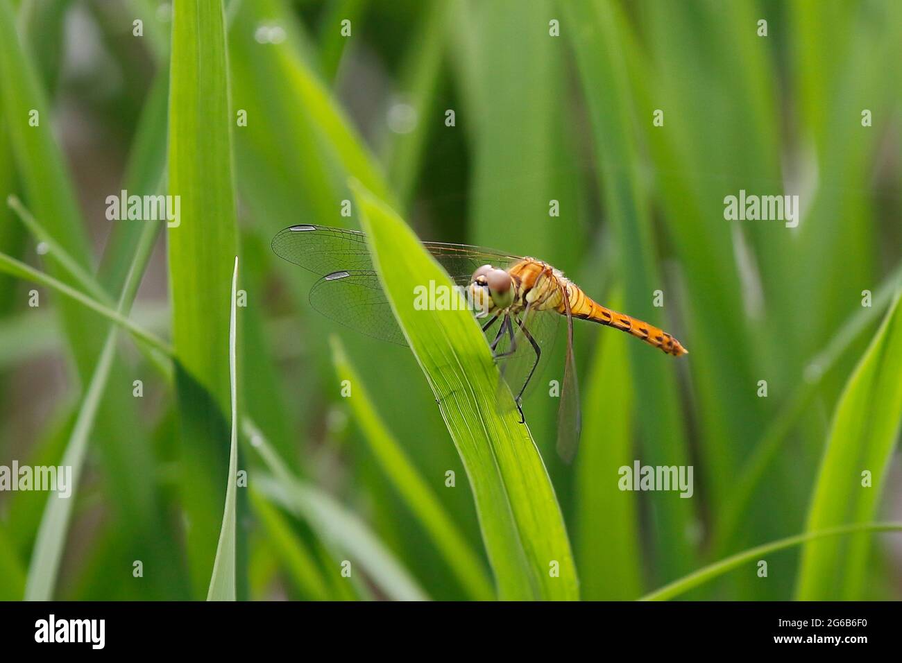 Sangju, Corea del Sud. 4 luglio 2021-Sangju, Corea del Sud-Dragonfly (Sympetrum eroticoides) sbarcato foglia verde vicino a ian stram a Sangju, Corea del Sud. Credit: RYU SEUNG il/Alamy Live News Foto Stock