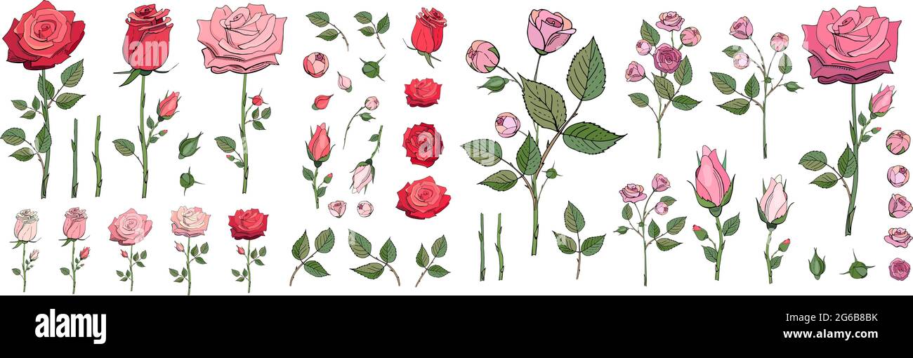 Set di rose disegnate a mano. Illustrazioni vettoriali di fiori e foglie. Rosa e rosso rose clipart. Germoglio di rose. Elementi floreali decorativi. Perfetto per Illustrazione Vettoriale