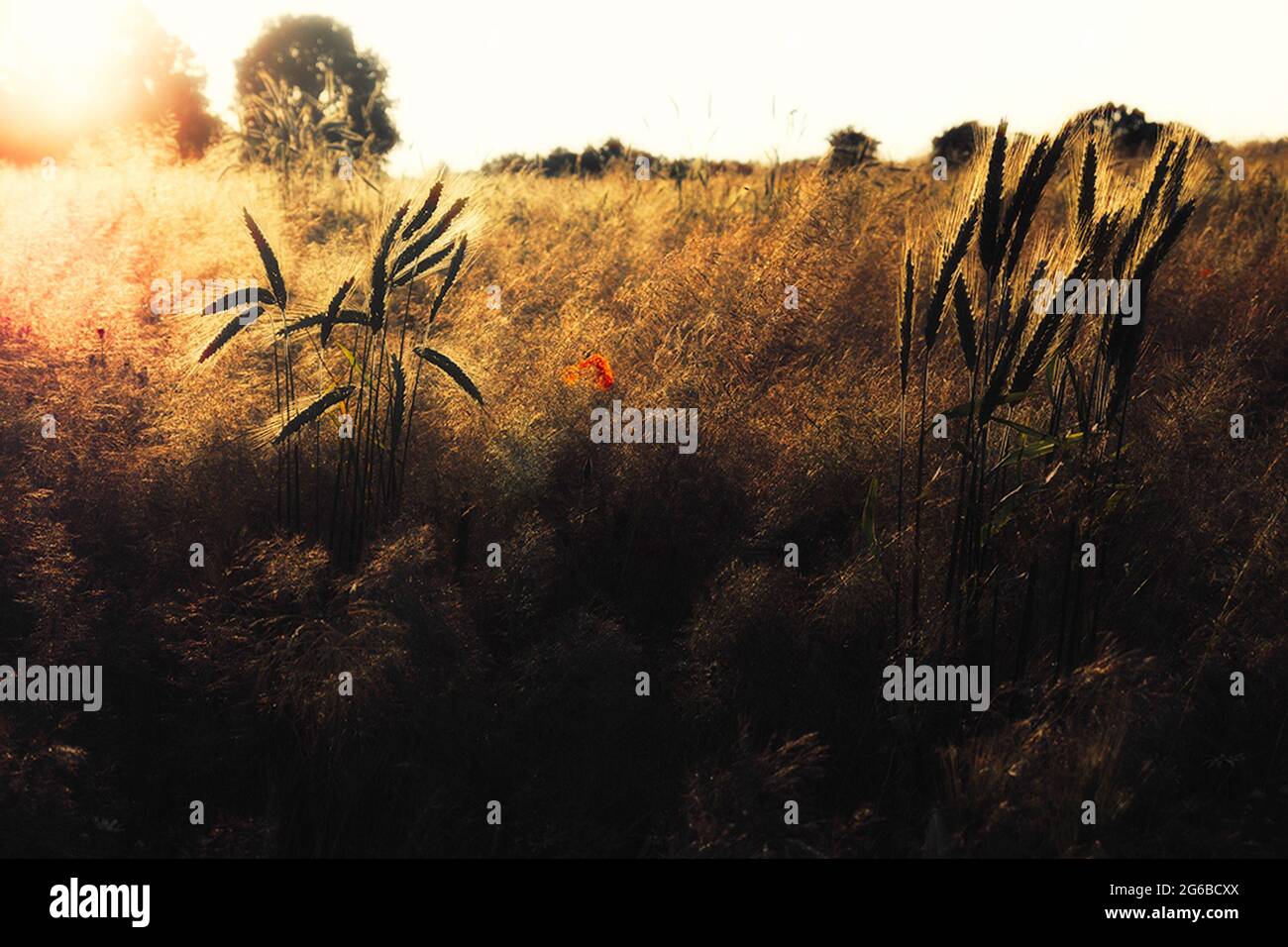 Papavero che cresce in un campo di grano al tramonto, Polonia Foto Stock
