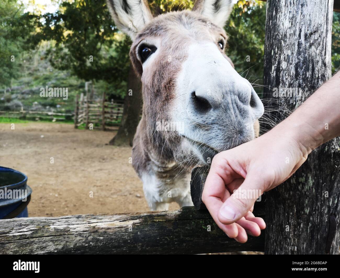 Primo piano di un asino che sniffing la mano di una persona, Italia Foto Stock