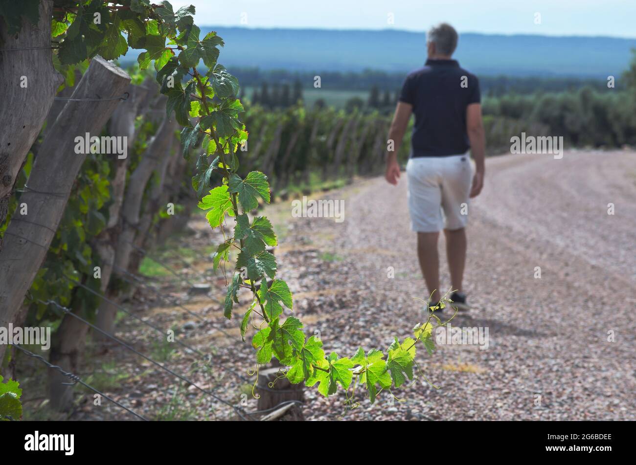 Vista posteriore di un uomo che cammina lungo un sentiero tra vigneti, Mendoza, Argentina Foto Stock