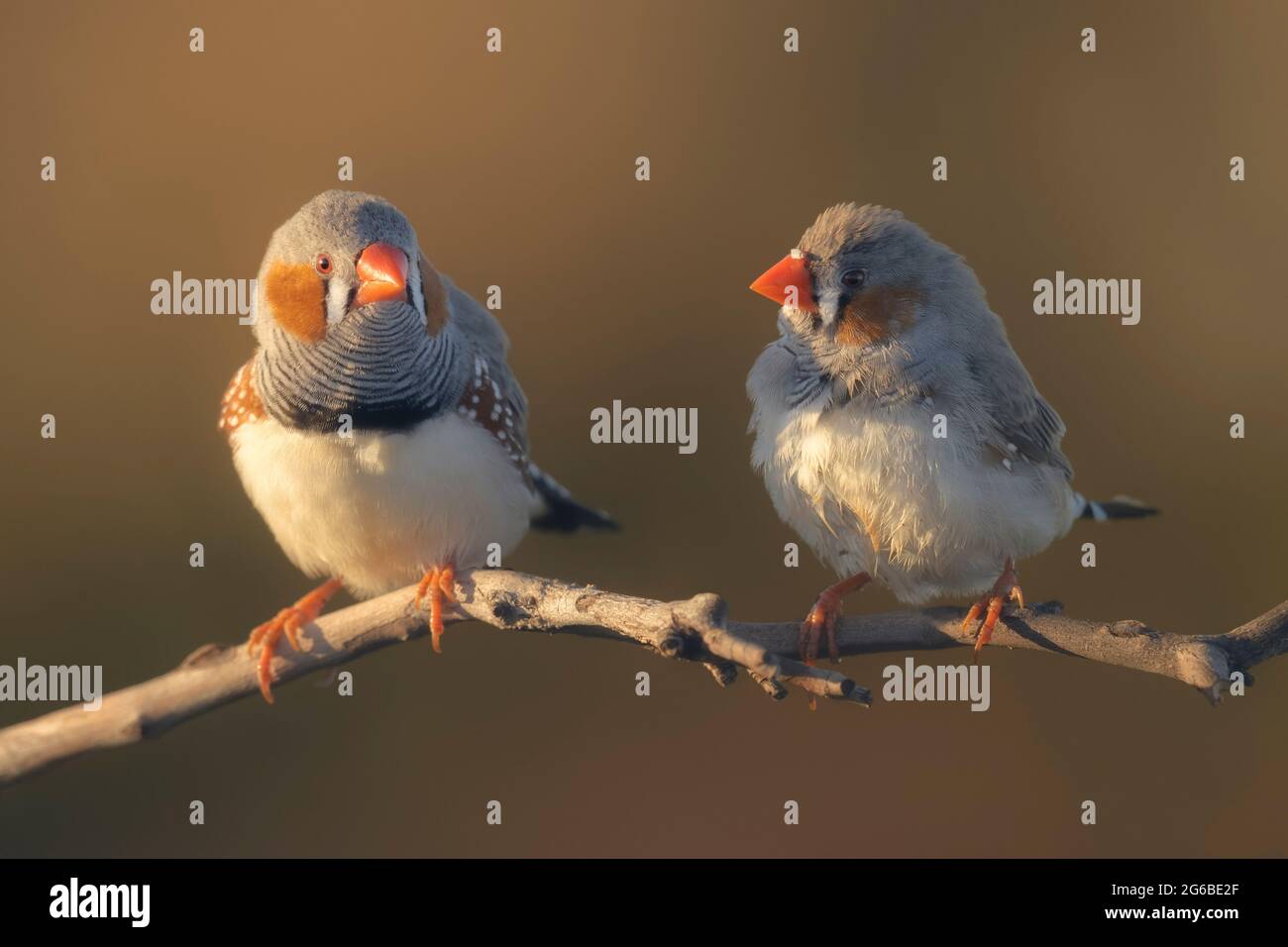 Due zebre selvagge (Taieniopygia guttata) arroccate su un ramo, l'Australia Foto Stock