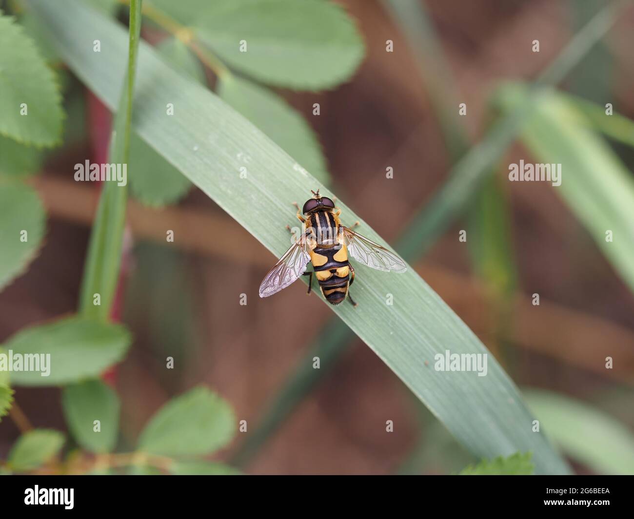 Pelophilus fasciatus sorvola seduto su una lama d'erba Foto Stock