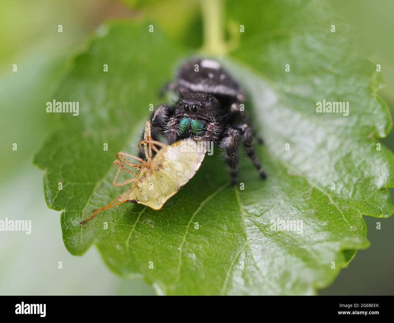 Phidippus audax (ragno che salta in grassetto) con preda (stinkbug) Foto Stock