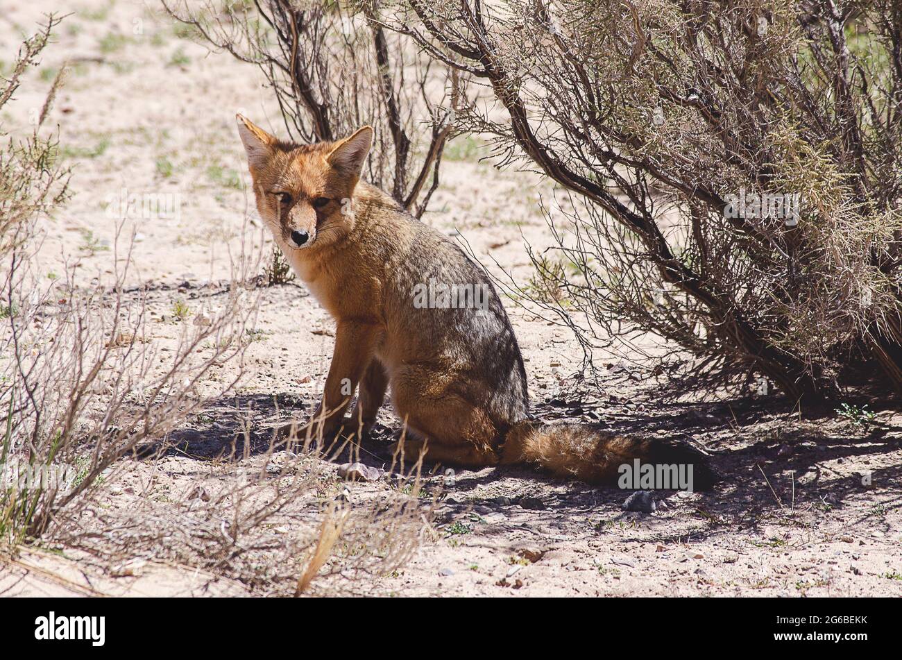 Ritratto di una volpe seduta sotto un cespuglio in paesaggio rurale, Jujuy, Argentina Foto Stock