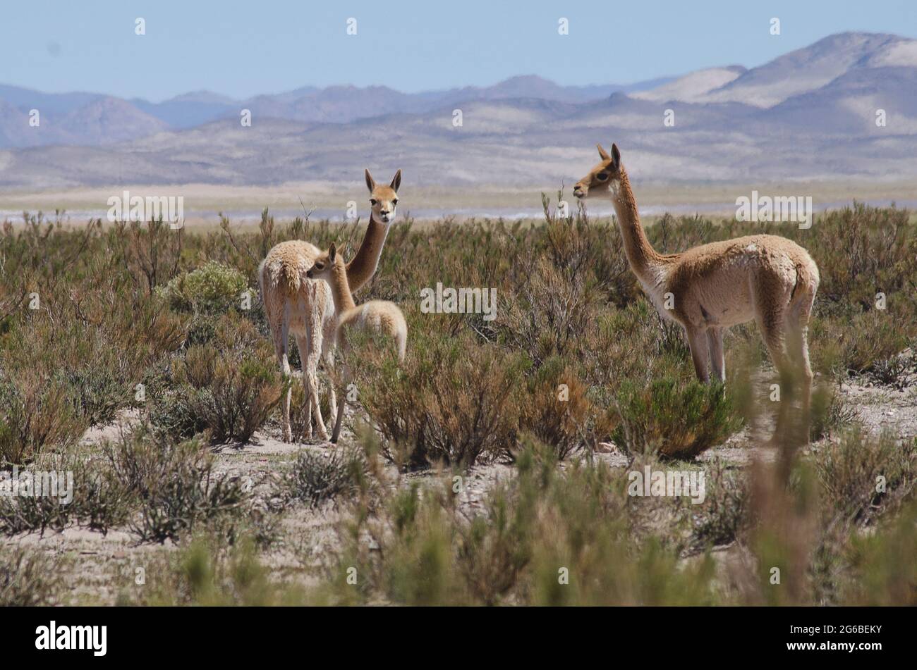 Tre vicunas in piedi nel paesaggio rurale, Jujuy, Argentina Foto Stock