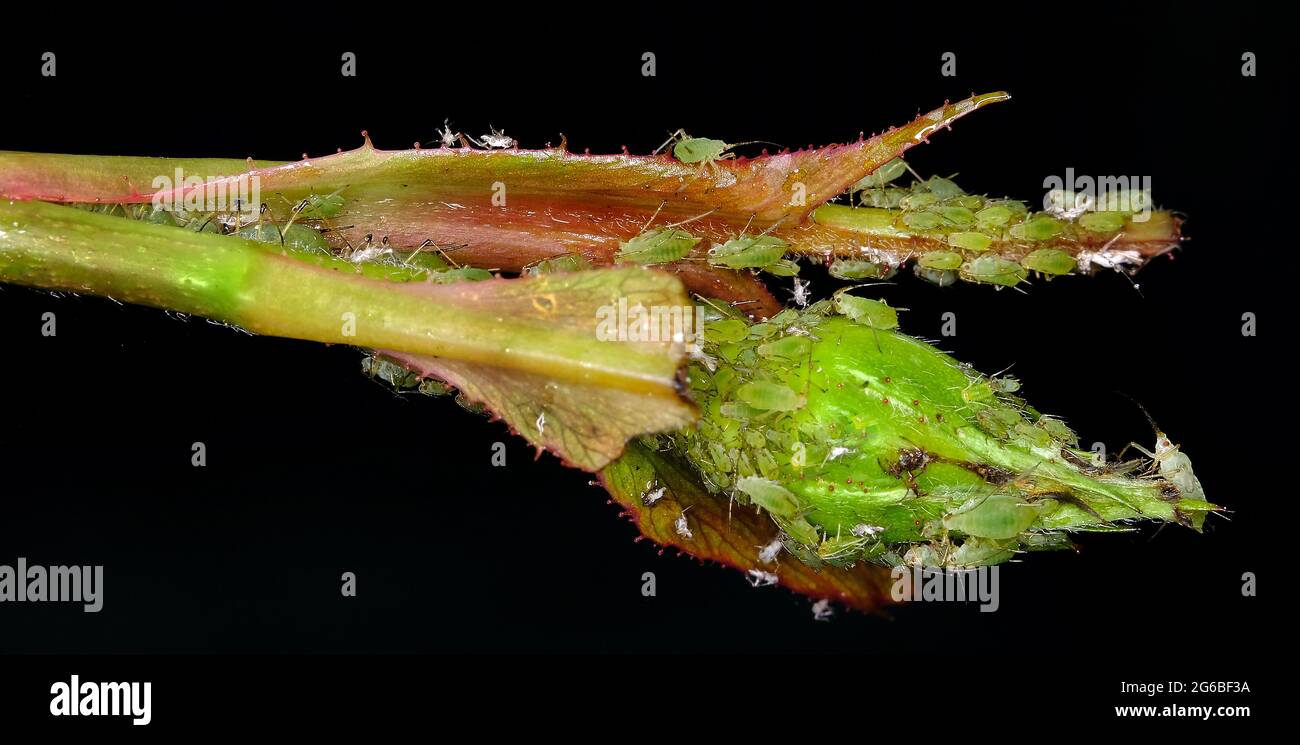 Gli afidi sono piccoli insetti che succhiano linfa e membri della superfamiglia Aphidoidea. I nomi comuni includono greenfly e Blackfly, . Foto Stock