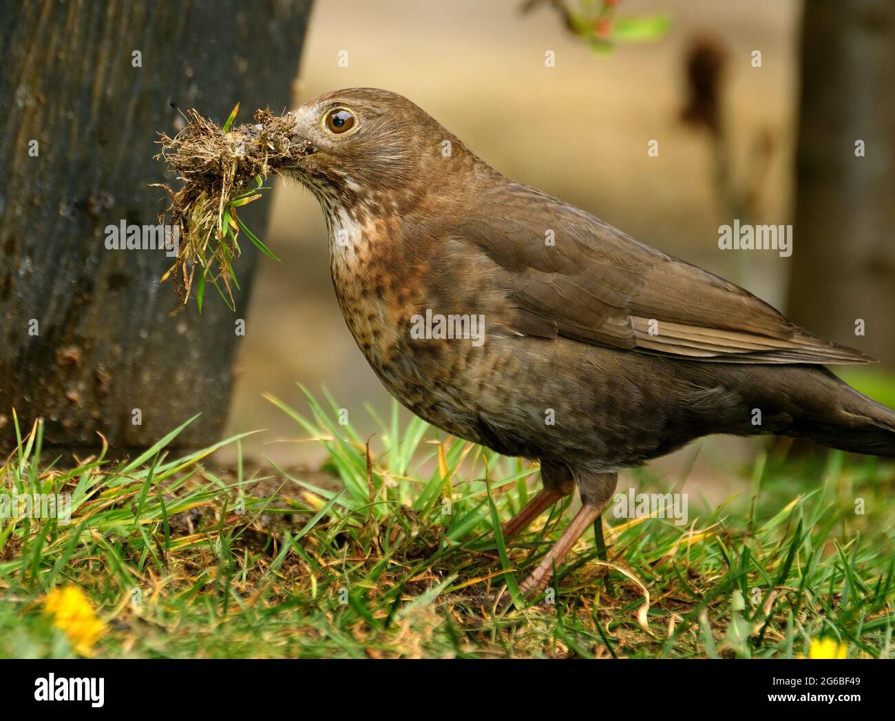 Il uccello nero comune è una specie di vero mughetto. Si chiama anche il ricattalo eurasiatico, o semplicemente il ricattalo. Foto Stock