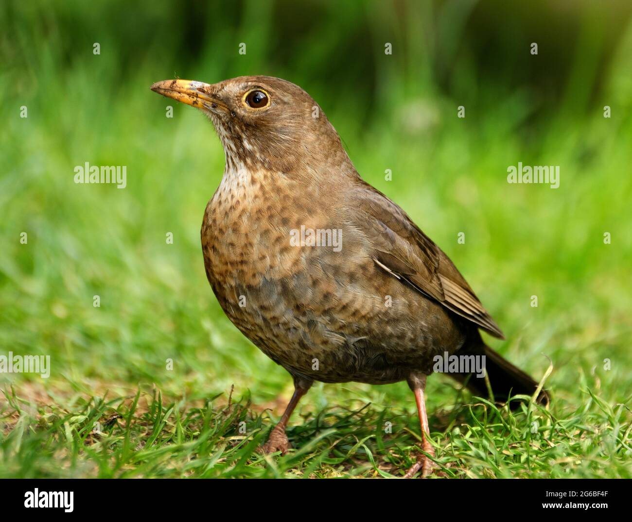 Il uccello nero comune è una specie di vero mughetto. Si chiama anche il ricattalo eurasiatico, o semplicemente il ricattalo. Foto Stock