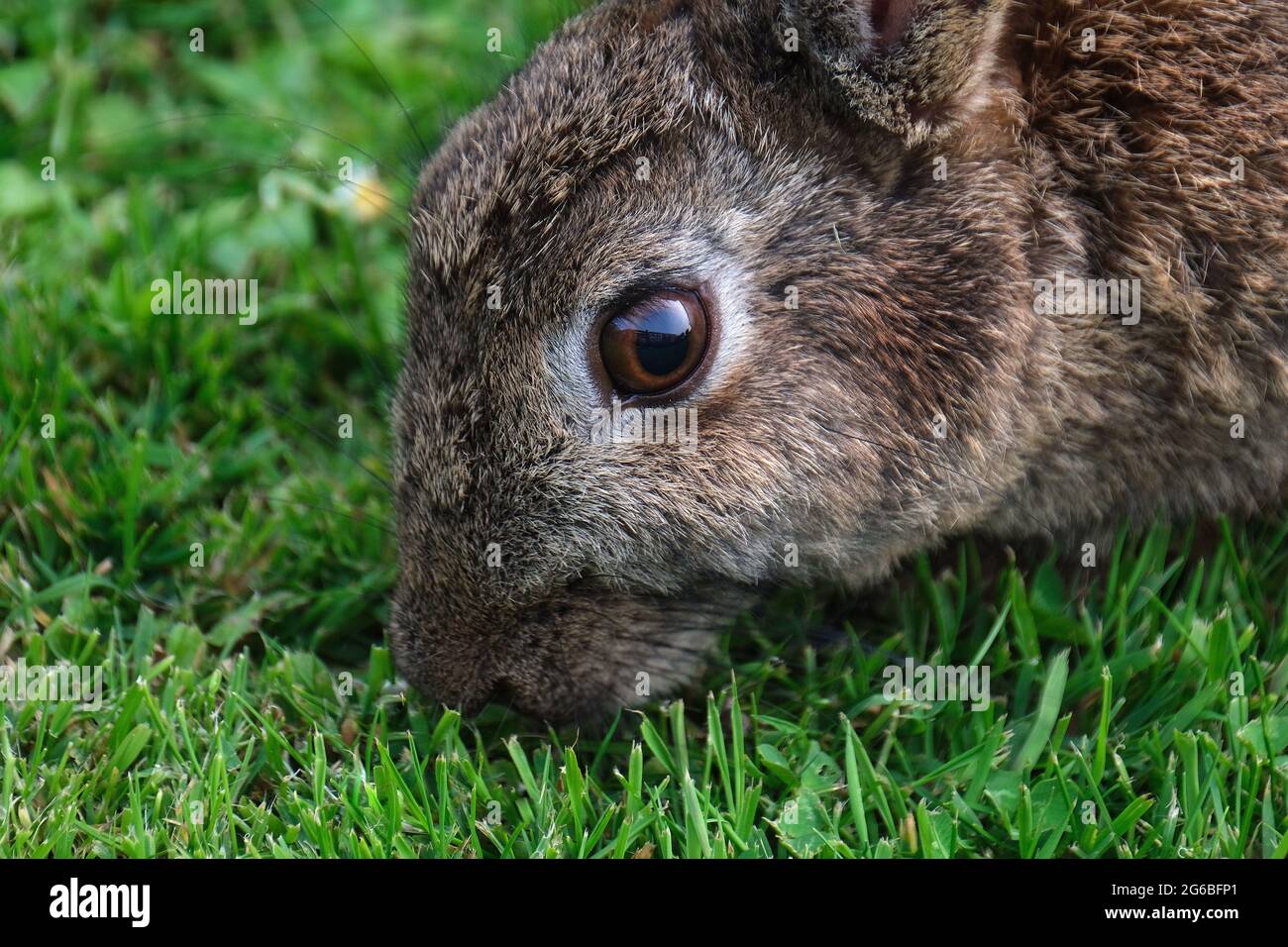 I conigli sono piccoli mammiferi nella famiglia leporidi dell'ordine leporidi. Foto Stock