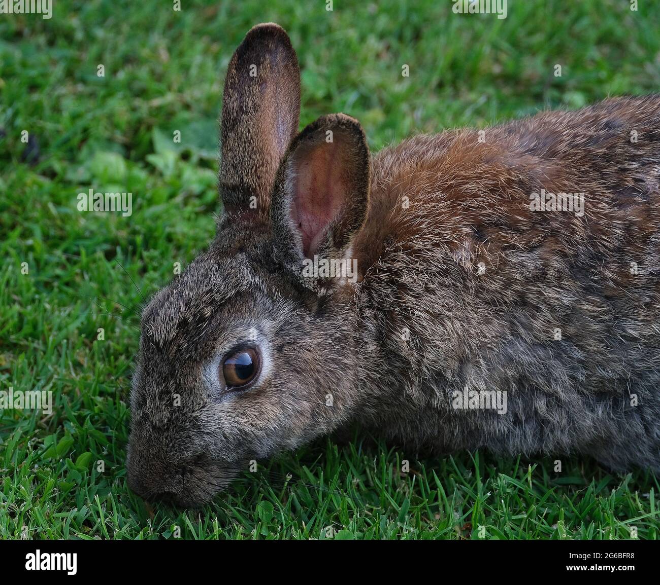 I conigli sono piccoli mammiferi nella famiglia leporidi dell'ordine leporidi. Foto Stock