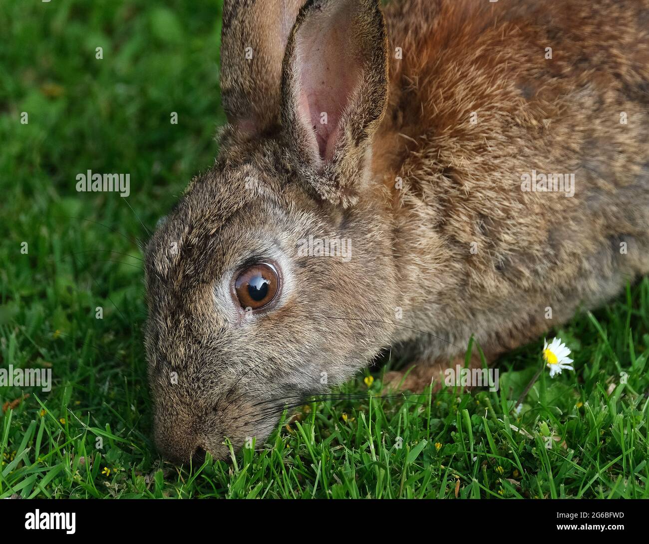 I conigli sono piccoli mammiferi nella famiglia leporidi dell'ordine leporidi. Foto Stock