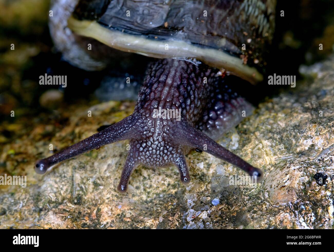 Cornu aspersum, noto con il nome comune di lumaca da giardino, è una specie di lumaca della famiglia degli Helicidae. Foto Stock