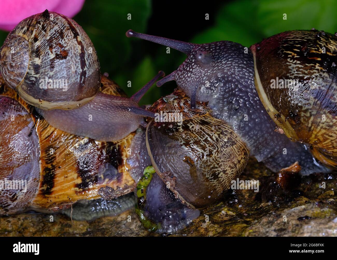 Cornu aspersum, noto con il nome comune di lumaca da giardino, è una specie di lumaca della famiglia degli Helicidae. Foto Stock