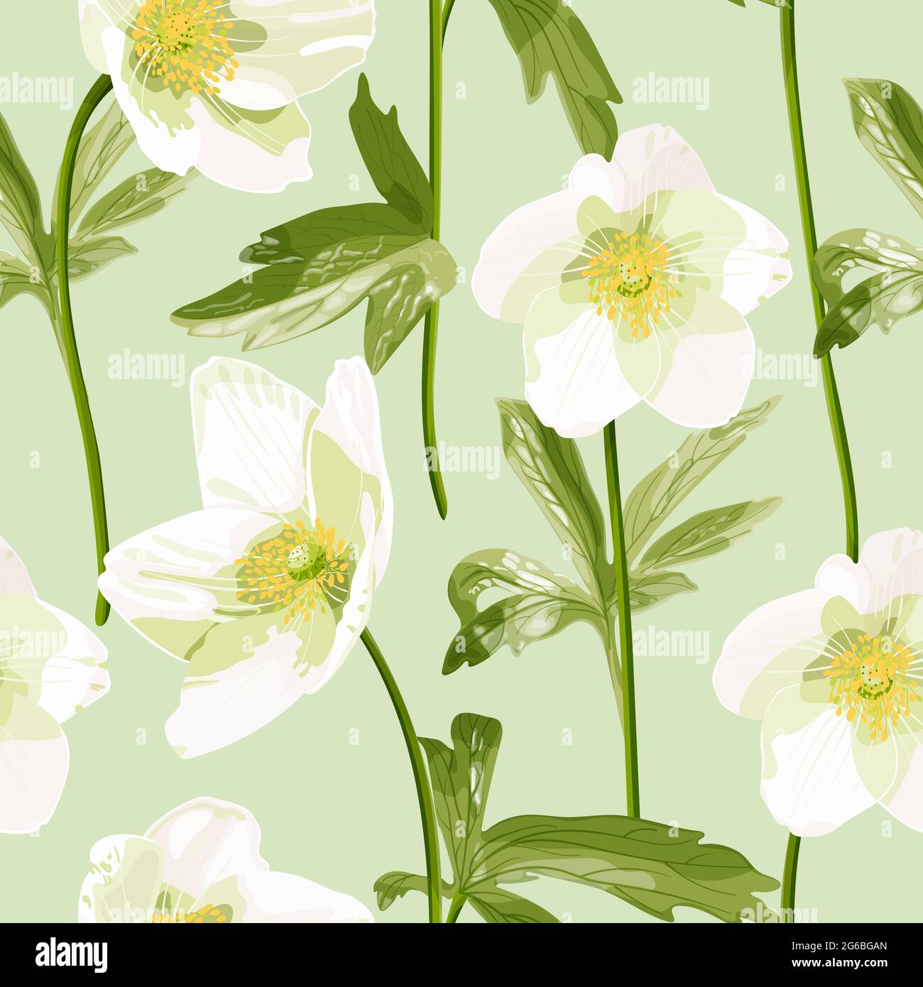 Anemone canadensis. Motivo senza cuciture con fiori in anemone bianco in colori pastello. Delicati fiori bianchi. Illustrazione vettoriale di stock botanico. Illustrazione Vettoriale
