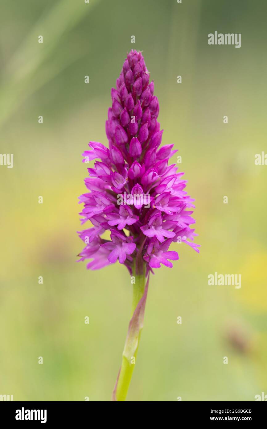 Primo piano di un'orchidea piramidale (Anacamptis piramidalis) in erba, Regno Unito, durante l'estate Foto Stock