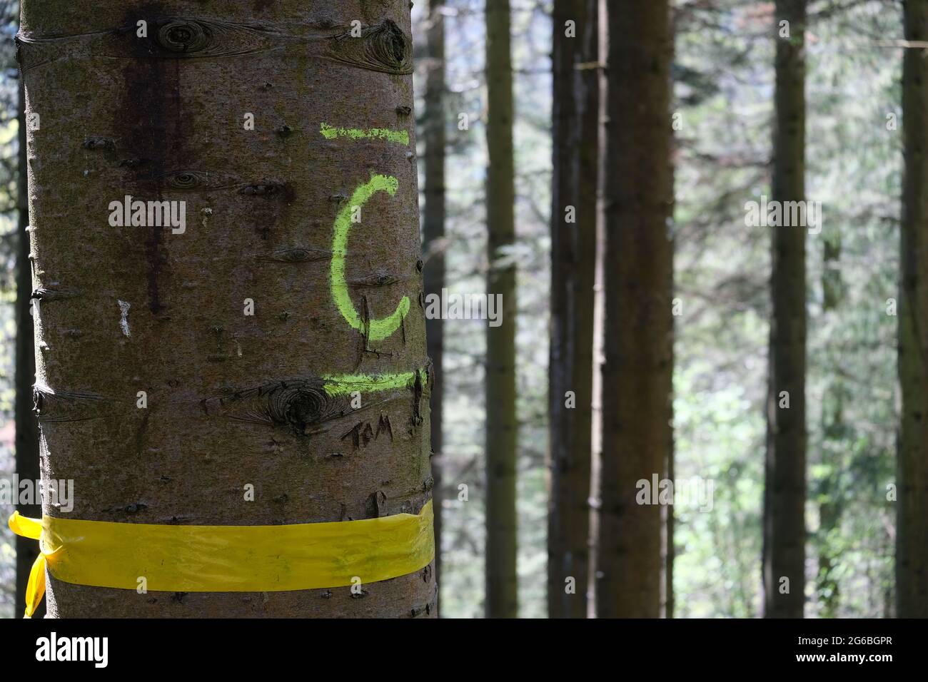 Albero contrassegnato per il taglio in una foresta. Albero il nome Tom inciso in esso. Albero con nastro giallo. Albero con un testo C Foto Stock