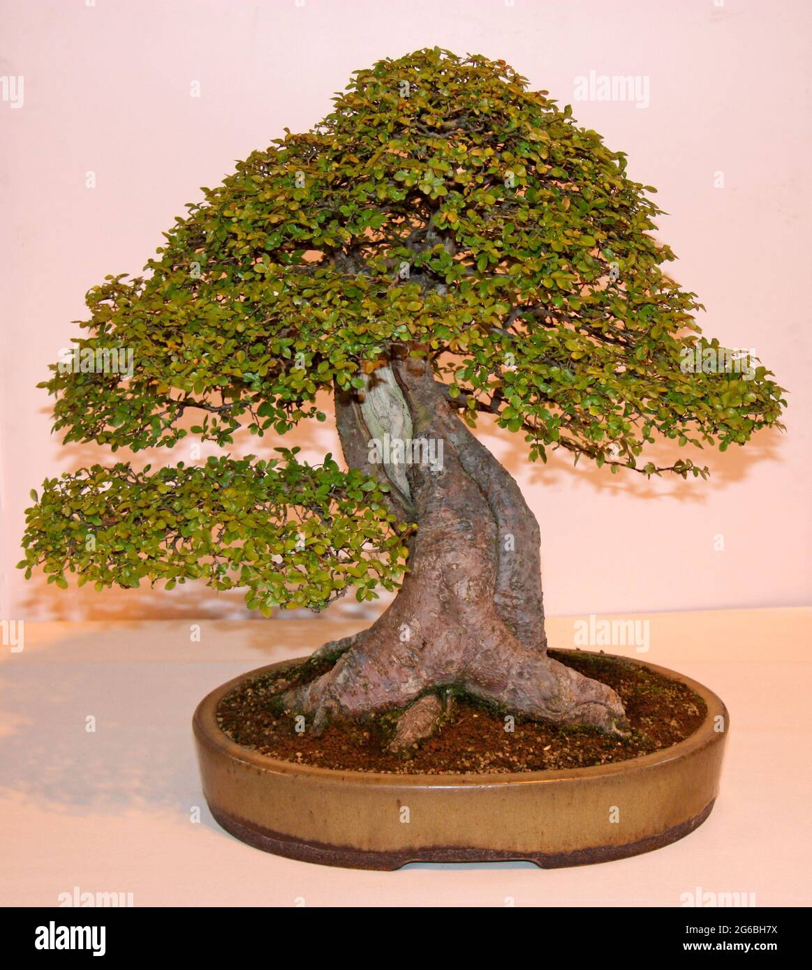 Un vero albero in miniatura stile Bonsai giapponese Foto stock - Alamy