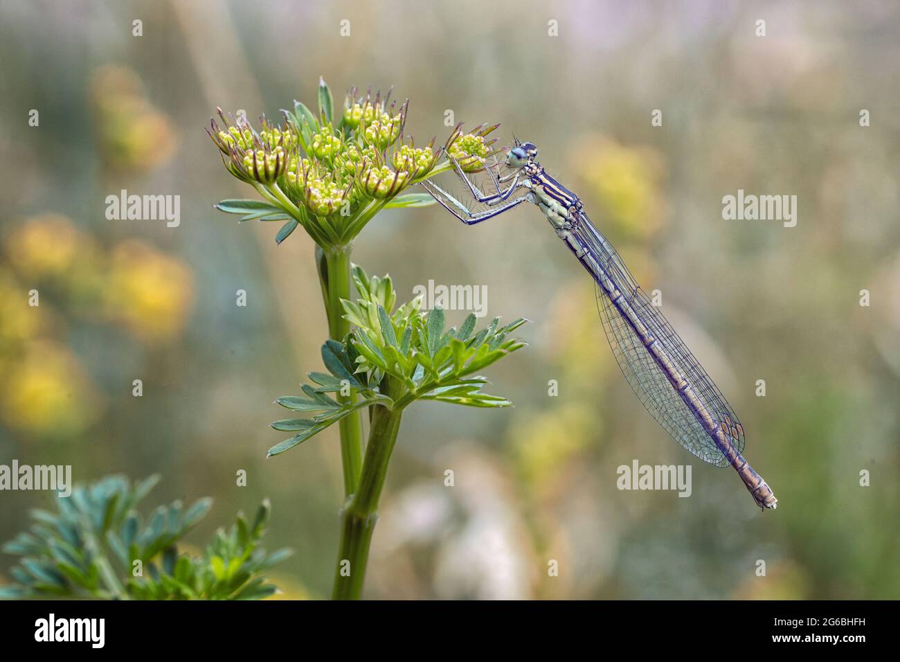 Dragonfly seduto in un prato su una pianta Foto Stock