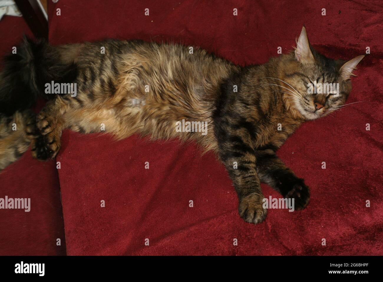 Gatto Tabby dai capelli lunghi sul divano Rosso Foto Stock