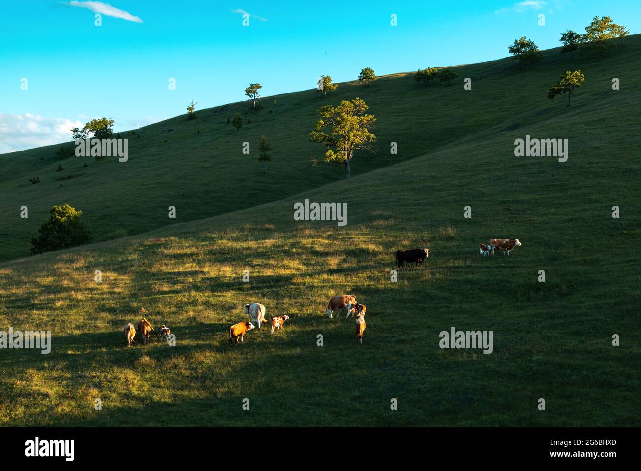 Allevamento di vacche da latte a libero raggio sui pendii delle colline di Zlatibor nel soleggiato pomeriggio primaverile Foto Stock