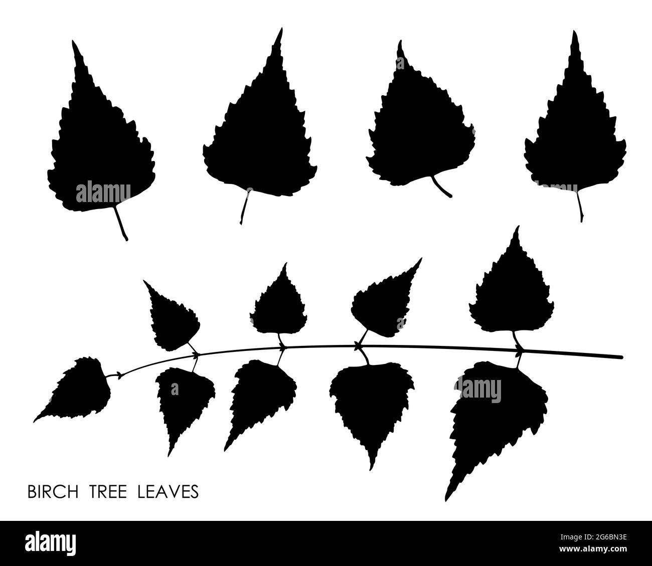 Sagome nere di foglie di betulla isolate su sfondo bianco. Autunno caduto foglie di betulla albero. Vettore Illustrazione Vettoriale
