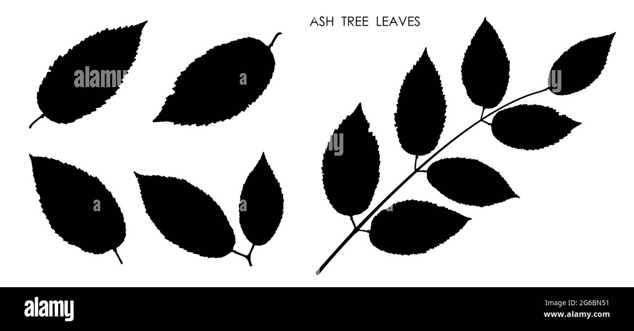 Sagome nere di foglie isolate su sfondo bianco. Autunno caduto foglie di cenere albero. Vettore Illustrazione Vettoriale