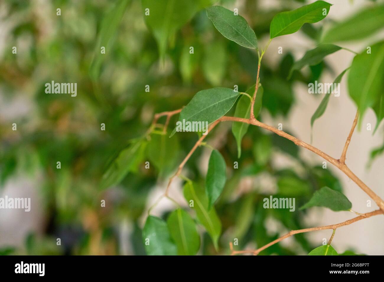 Foglie verdi succose di un albero in un'estate soleggiata giorno Foto Stock