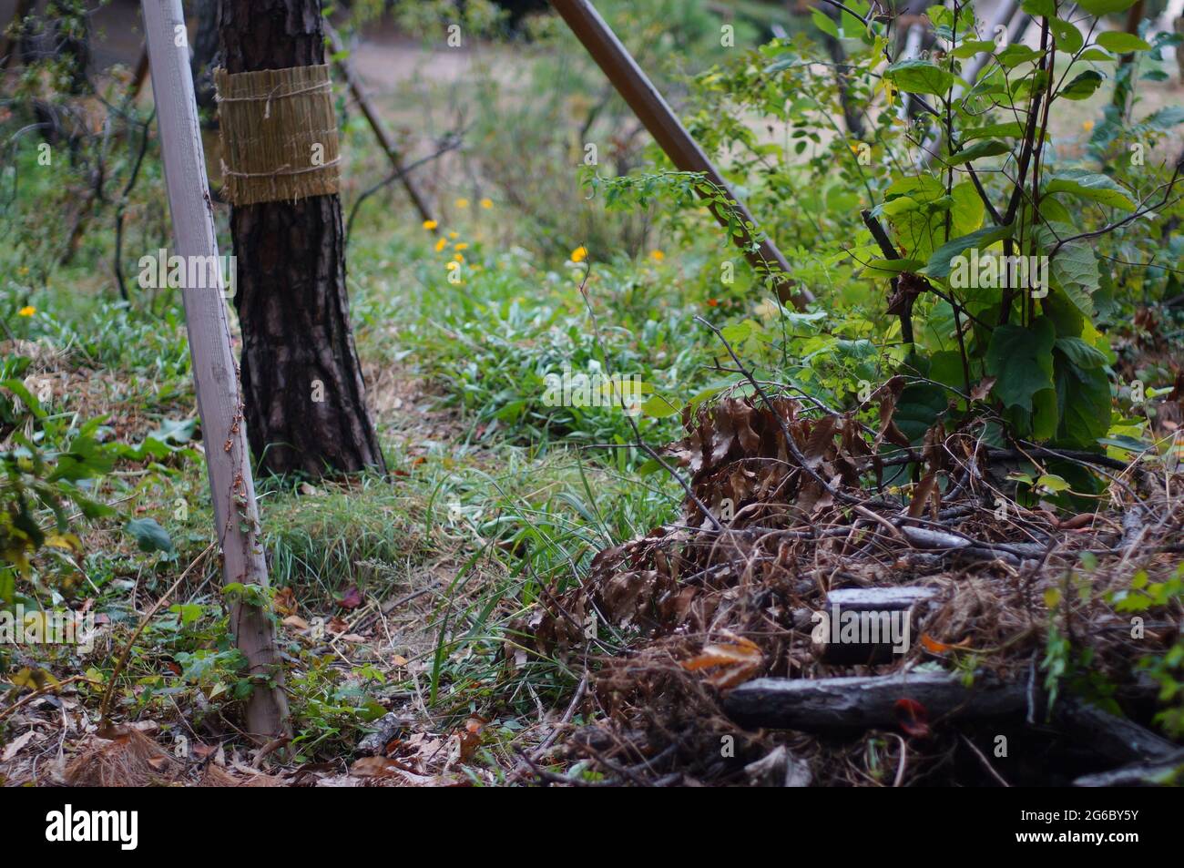 Bongeunsa - Seoul 2019 Autunno Foto Stock