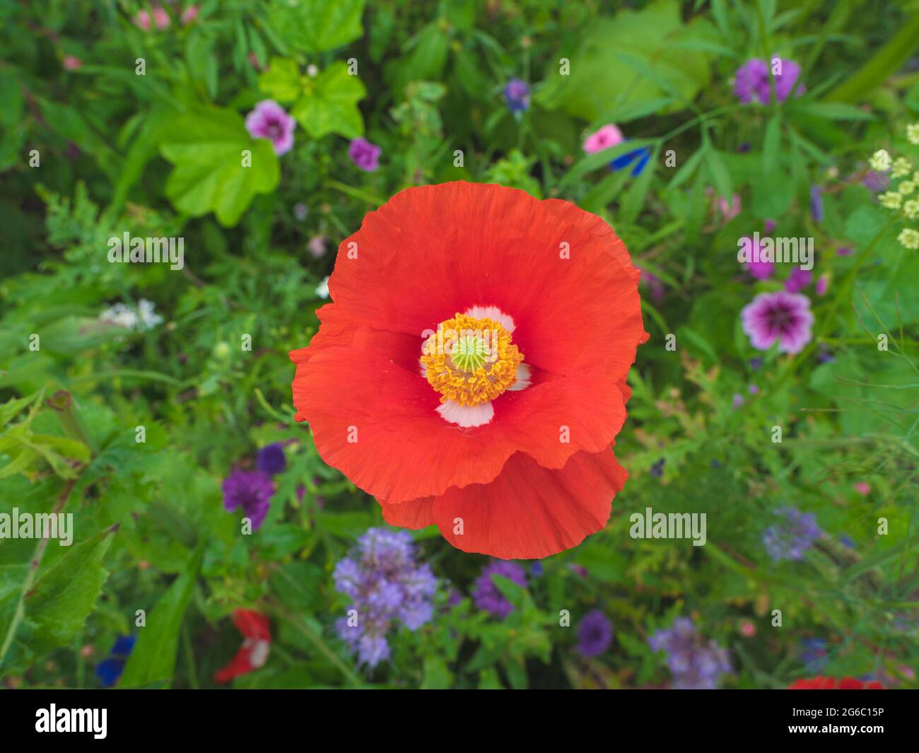 fiore rosso papavero con macchie bianche sulle foglie e al centro il pistil, foto scattata dall'alto Foto Stock