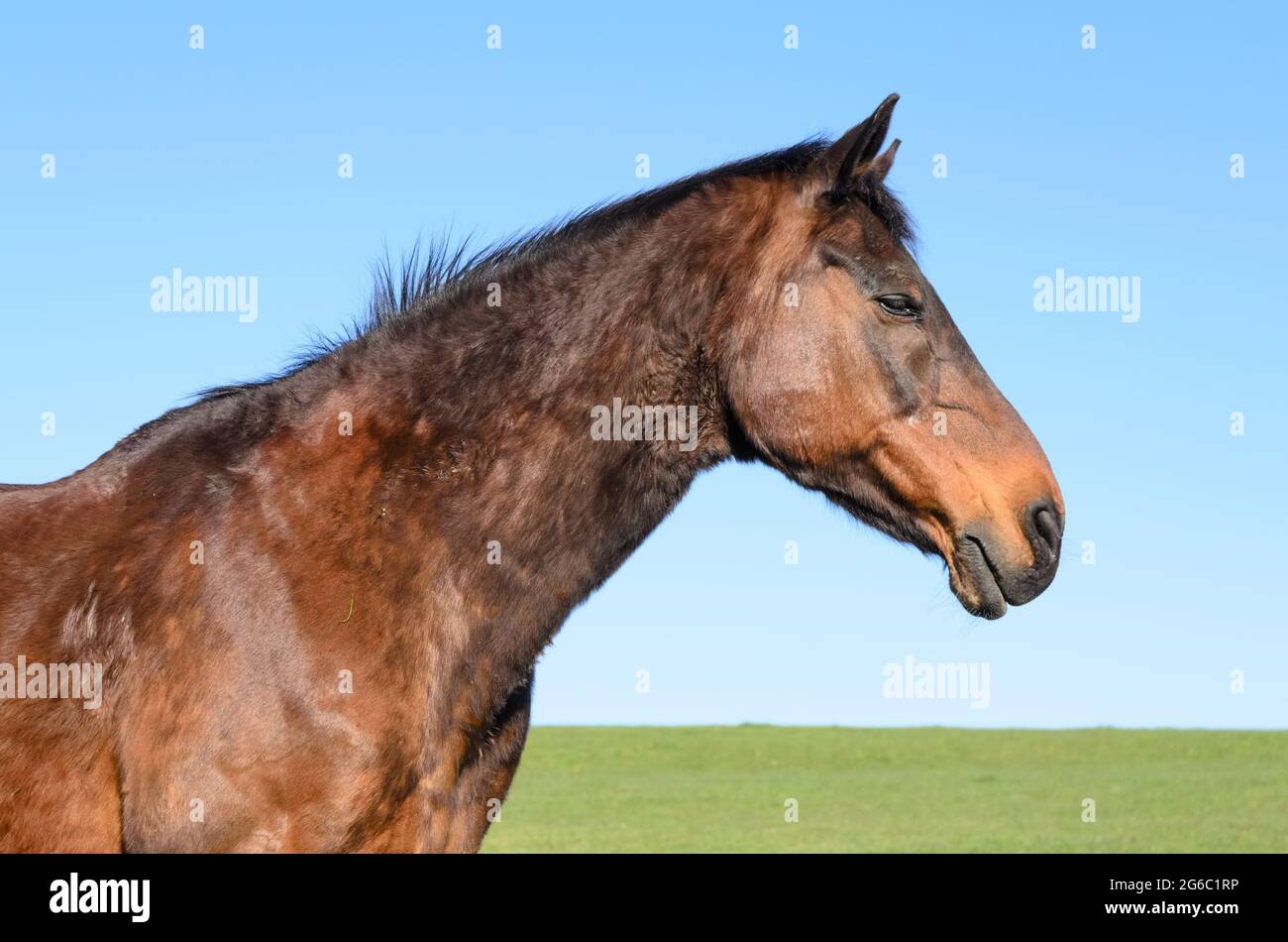 Cavallo bruno domestico (Equus ferus caballus) su un pascolo in campagna contro cielo blu chiaro, vista laterale profilo della testa, Germania, Europa Foto Stock