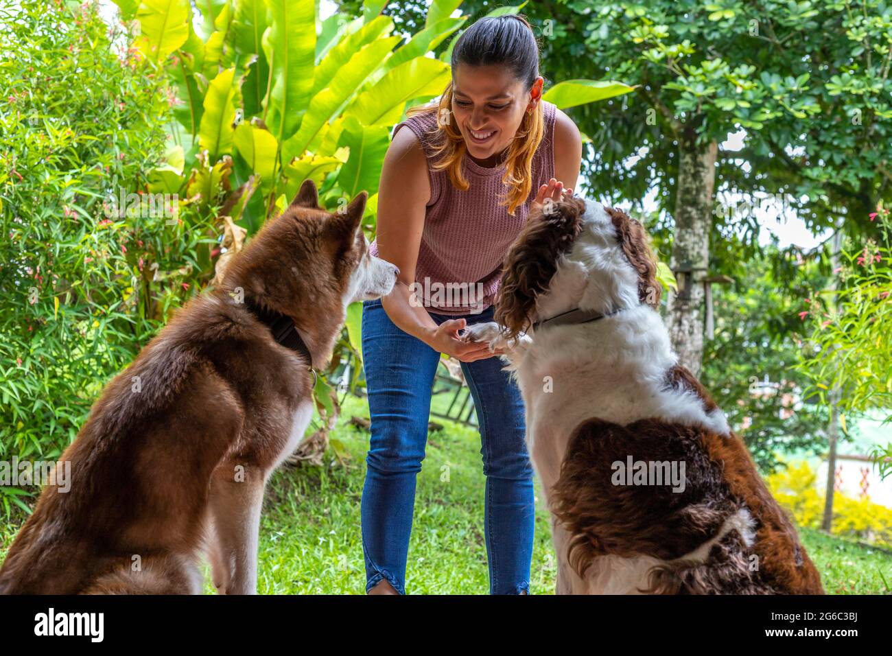 Giovane donna a casa insegnando ai suoi due cani a dare una zampa come un saluto ricompensando con un biscotto Foto Stock