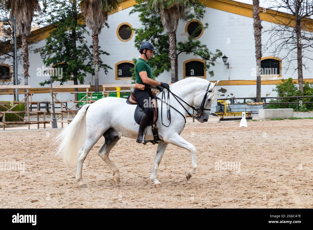 Jerez de la Frontera, Cadice, Spagna - 17 giugno 2021: Pilota che esegue esercizi di allenamento con un cavallo bianco andaluso purebred Foto Stock