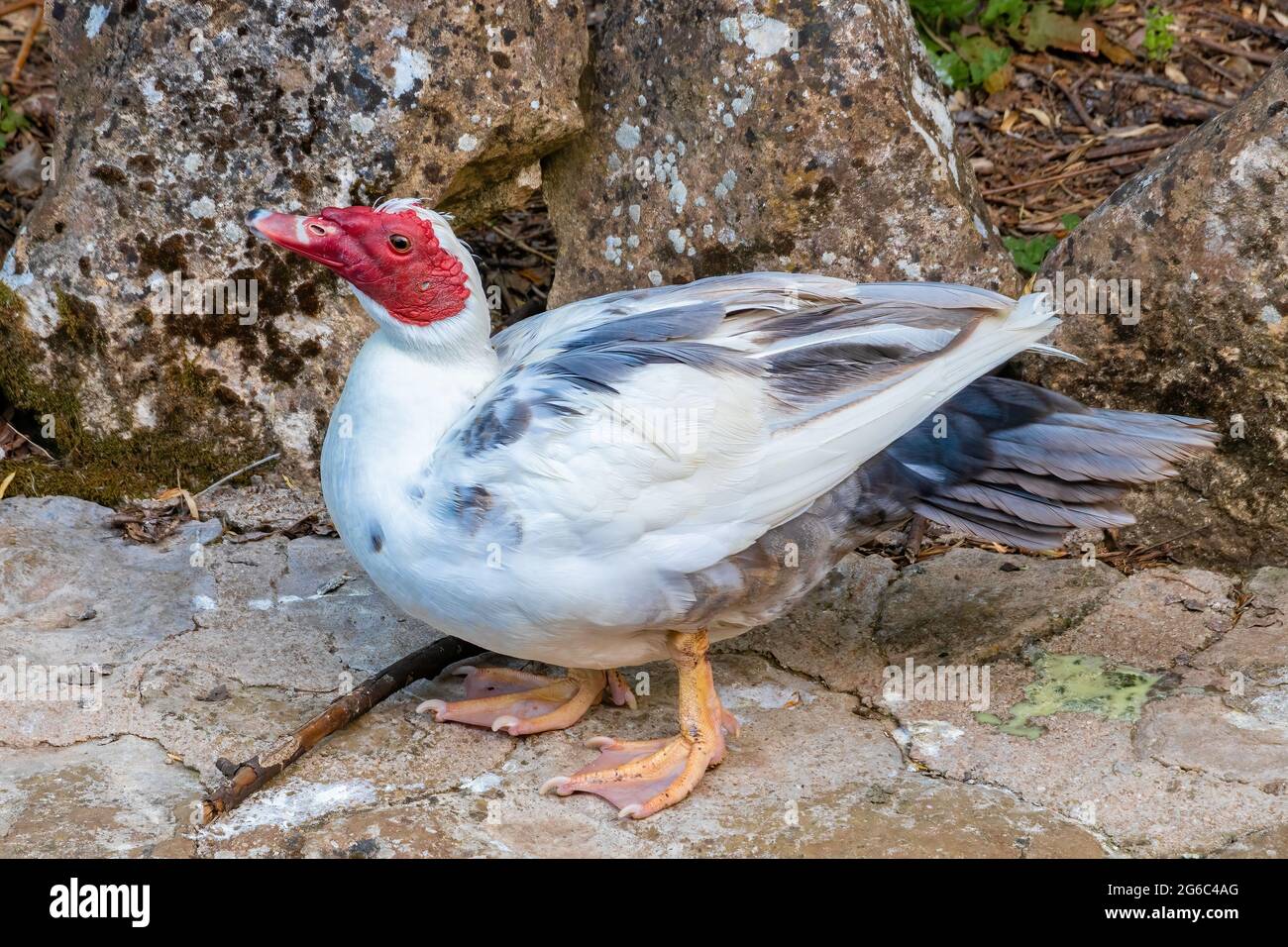 Anatra moscovica, conosciuta come anatra creola, bragado, anatra nera o muta - Cairina moschata - in piedi sul bordo del fiume Cerezuelo a Cazorla, Jae Foto Stock