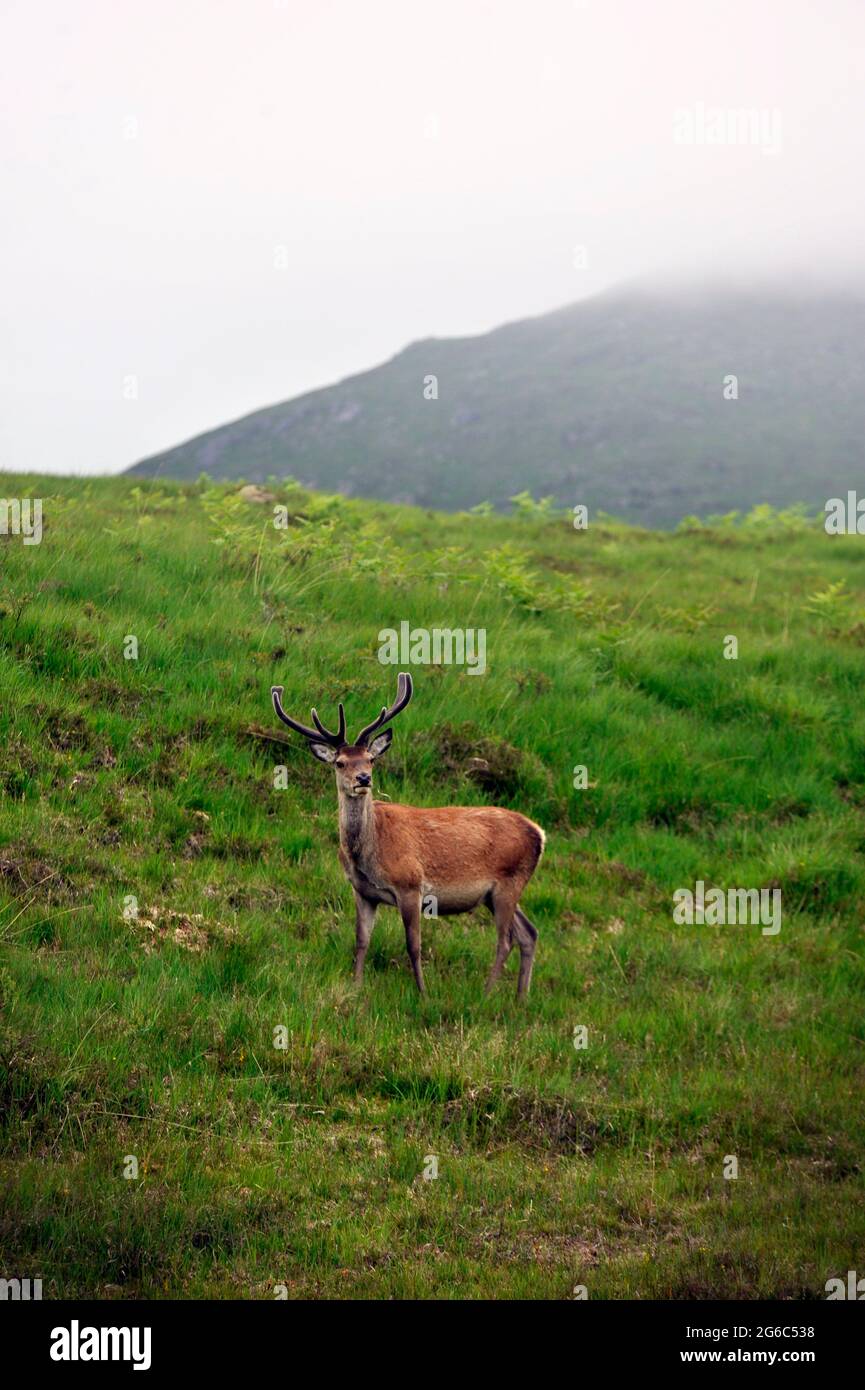 Wild Scottish Deer roaming nelle Highlands. Foto Stock