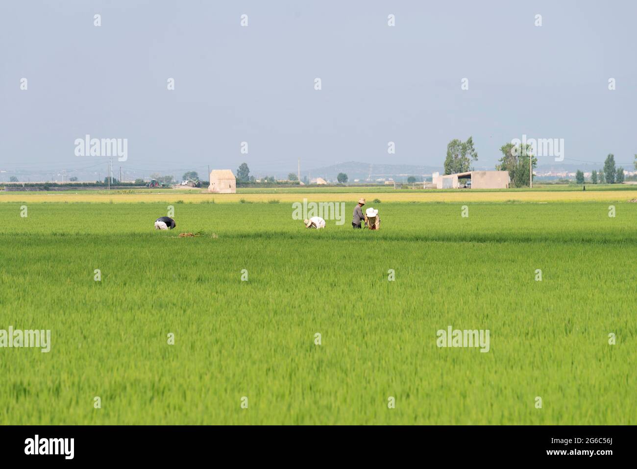 Alcuni agricoltori non riconosciuti che lavorano nel settore del riso Foto Stock