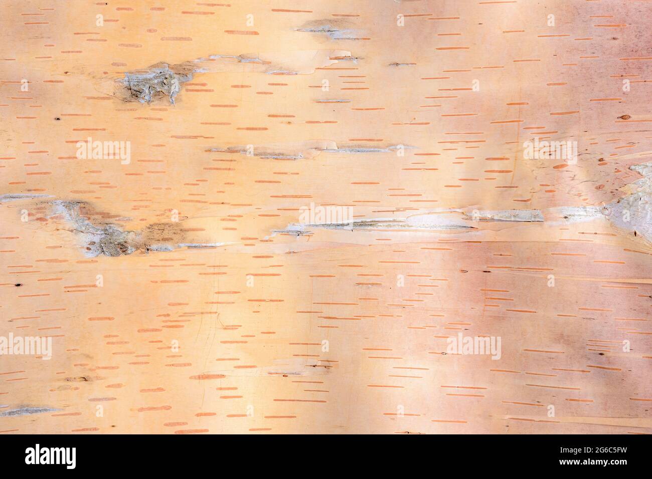 Corteccia di betulla sfondo. Questo è un pezzo di corteccia marrone chiaro. La consistenza nella corteccia non è rumore. Foto Stock
