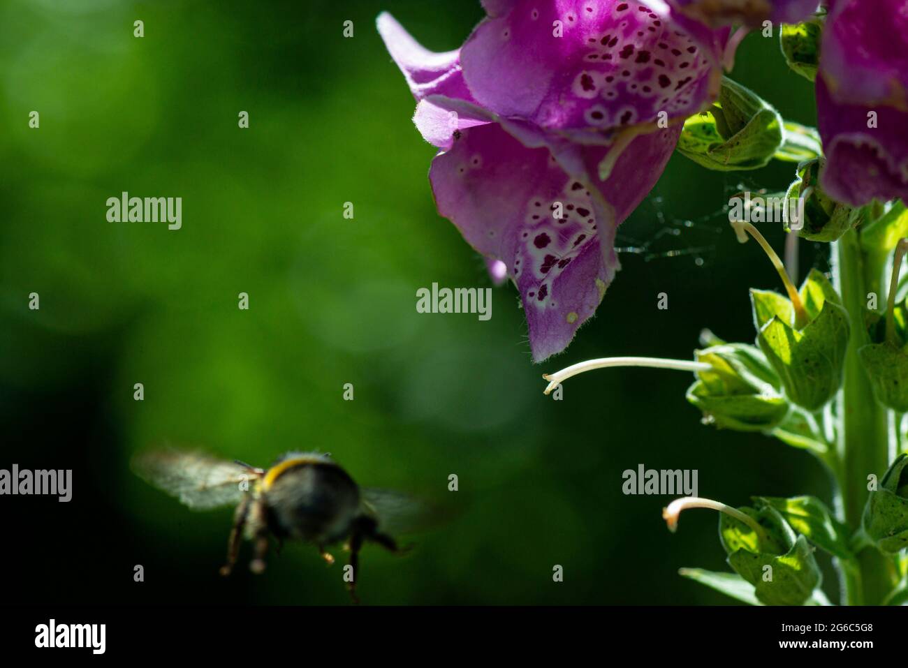 Un'ape bumble (Bombus) che vola lontano da un guanto comune (Digitalis purpurea) Foto Stock