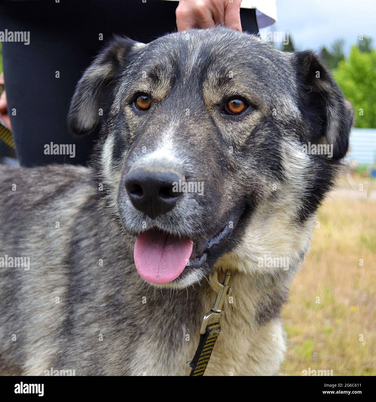 Muso di un grande cane grigio Foto Stock