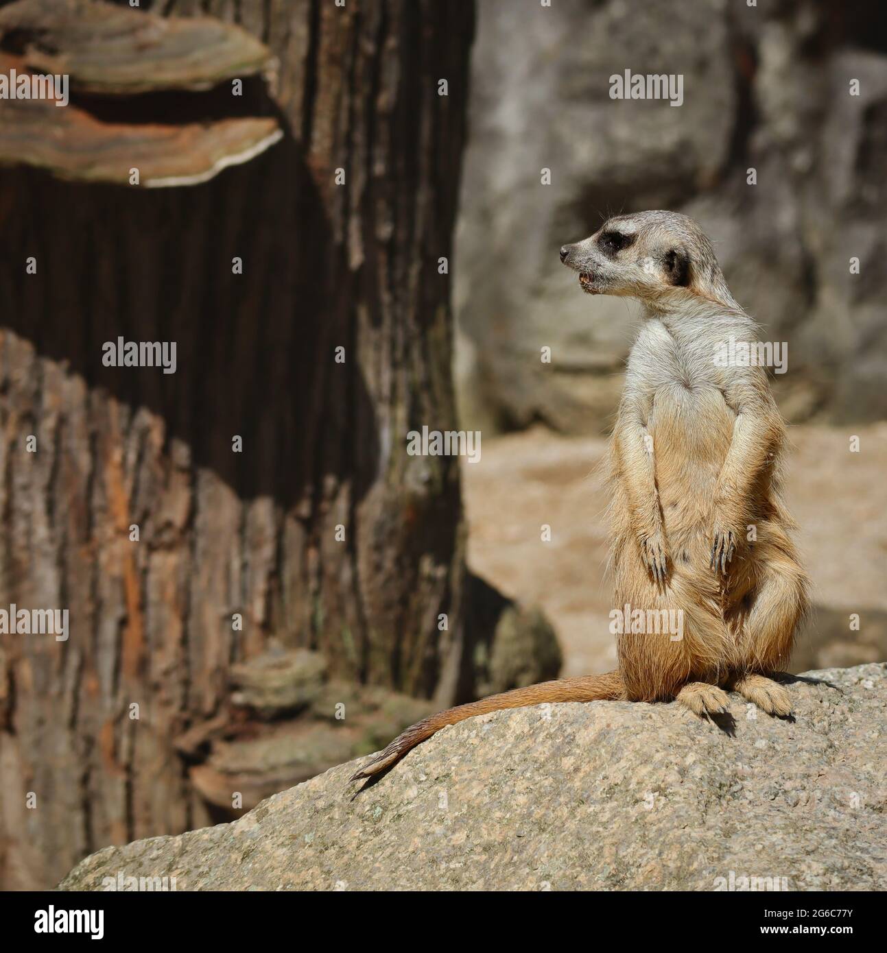 Cute Standing Meerkat guarda a sinistra nello Zoo di Liberec. African Suricate essere allerta in ceco Giardino Zoologico. Foto Stock
