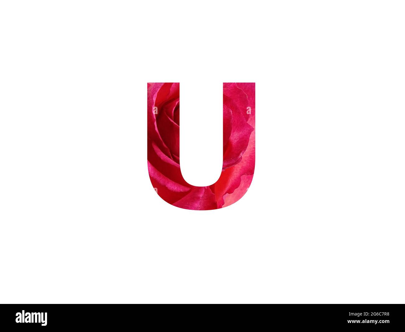 Lettera U dell'alfabeto fatta con una foto di una rosa rossa, isolata su sfondo bianco Foto Stock