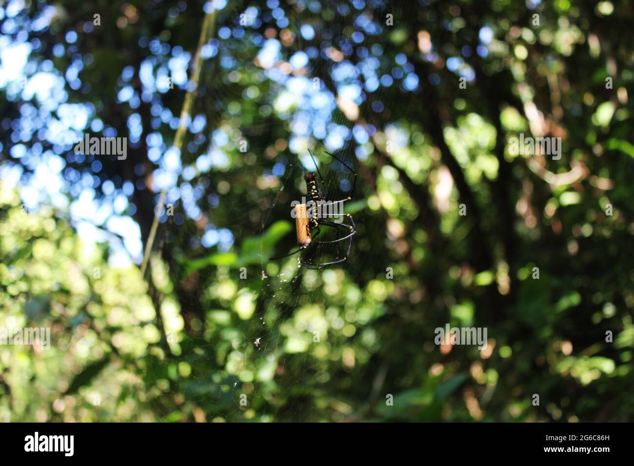 Fotografia naturalistica nel villaggio di Bandorban Foto Stock